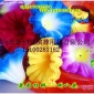 新品花圈材料---喇叭花 仿真绢花布花片 殡葬花圈配件小额批发